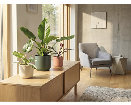 Wohnzimmer mit Zimmerpflanzen in Pflanzgefäßen auf einem Lowboard