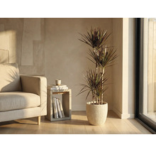 Wohnzimmer mit Drachenbaum in geripptem Übertopf neben Sessel und Beistelltisch