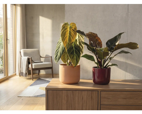 Innenraumszene mit zwei Zimmerpflanzen in Töpfen auf einer Holzkommode