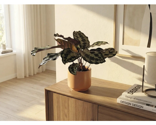 Zimmerpflanze in Keramiktopf auf Holzkommode in hellem Raum