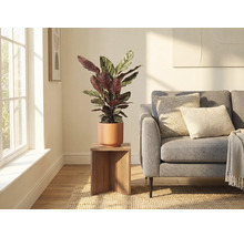 Wohnzimmer mit Pflanze in Keramiktopf auf einem Holzhocker neben einem Sofa