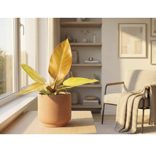 Innenraumszene mit Zimmerpflanze in Keramiktopf auf einem Tisch