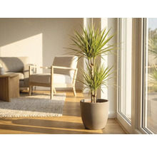 Drachenbaum im Topf in einem hellen Wohnzimmer.