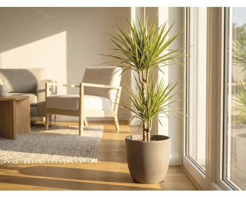 Drachenbaum im Topf in einem hellen Wohnzimmer.