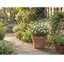 Szene mit verschiedenen Pflanzen in Tontöpfen auf einem Holzweg im Garten.
