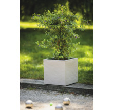 Pflanze in einem viereckigen Pflanzgefäß im Garten