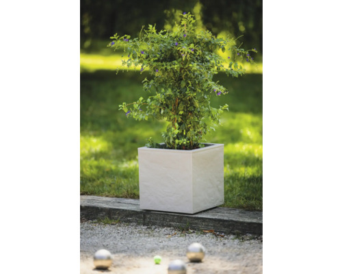 Pflanze in einem viereckigen Pflanzgefäß im Garten