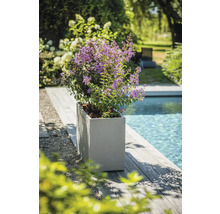 Blühende Pflanze in einem Pflanzgefäß neben einem Pool