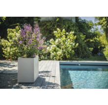 Szene mit Pflanze mit violetten Blüten in quadratischem Pflanzgefäß neben einem Pool