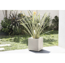 Zierpflanze in einem kubischen Pflanzgefäß im Garten.