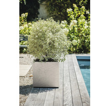 Szene mit Pflanze in einem viereckigen Pflanzgefäß auf einer Holzterrasse neben einem Pool