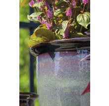 Nahaufnahme einer Pflanze in einem Keramikblumentopf.