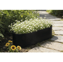 Schwarzer Pflanzkasten mit weißen Blumen auf einem Gartenweg.