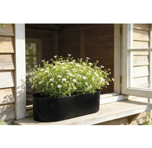 Blumentopf mit weißen Blüten auf einer Fensterbank