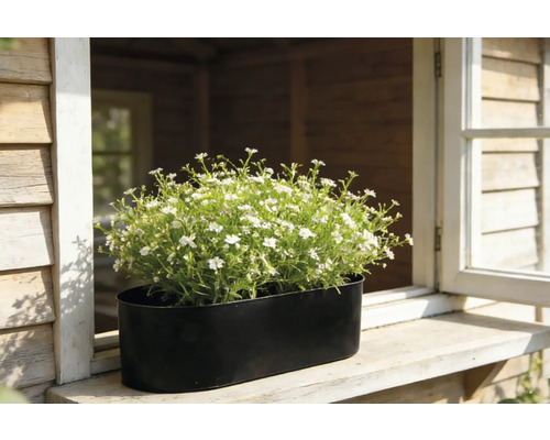 Blumentopf mit weißen Blüten auf einer Fensterbank