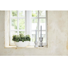 Fensterbrettdekoration mit Topfpflanze und Kerzenständern mit Kerzen