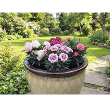 Blumentopf mit mehrfarbigen Nelken in einem Garten.