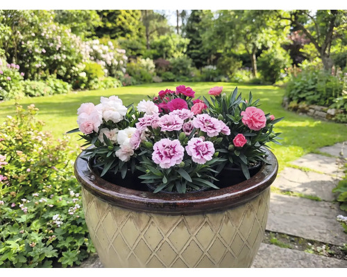 Blumentopf mit mehrfarbigen Nelken in einem Garten.