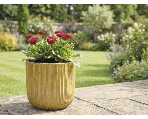 Garten Szene mit Bellis im Pflanzgefäß