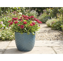 Rote Gänseblümchen in blauem Topf im Garten