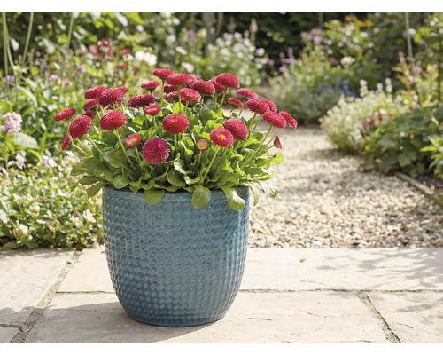 Rote Gänseblümchen in blauem Topf im Garten