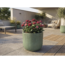 Außenbereich mit blühenden Gänseblümchen in gerilltem Pflanzgefäß