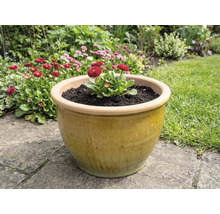 Keramik Blumentopf mit Gänseblümchen im Garten