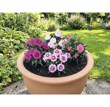 Blumentopf bepflanzt mit verschiedenen Nelken im Garten.