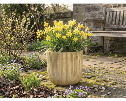 Gelbe Narzissen in einem Pflanzgefäß im Garten.