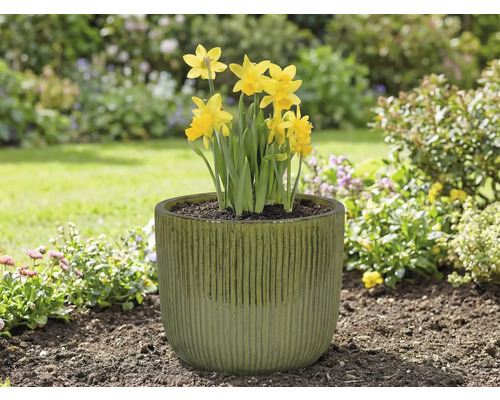 Gelbe Narzissen in einem Pflanzgefäß im Garten.