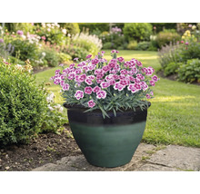 Nelken in einem Blumentopf im Garten.