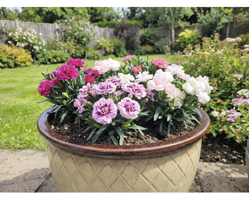 Blumentopf mit bunten Nelken im Garten