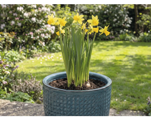 Gelbe Narzissen in einem Blumentopf im Garten.