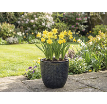 Gelbe Narzissen in einem strukturierten Pflanzgefäß im Garten.