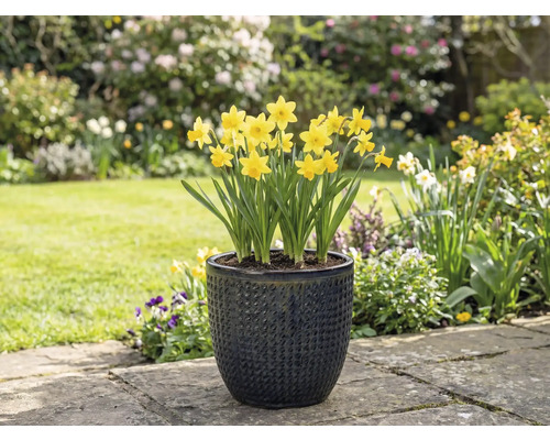 Gelbe Narzissen in einem strukturierten Pflanzgefäß im Garten.