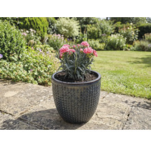 Nelkenpflanze in strukturierter Keramik Blumenvase im Garten