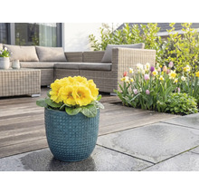 Gelbe Primel in blauem Blumentopf auf Terrasse mit Gartenmöbeln und Blumengarten