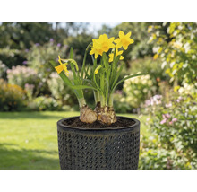 Gelbe Narzissen in einem Topf auf einer Terrasse