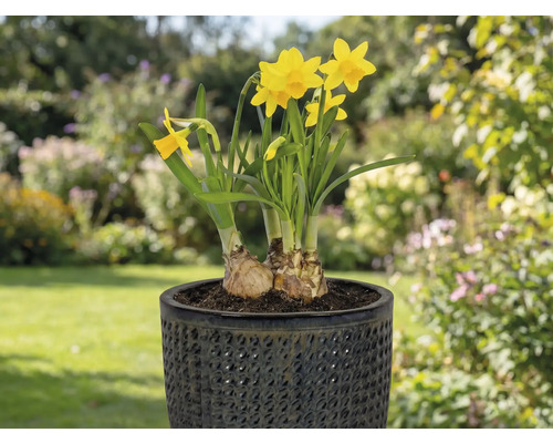 Gelbe Narzissen in einem Topf auf einer Terrasse