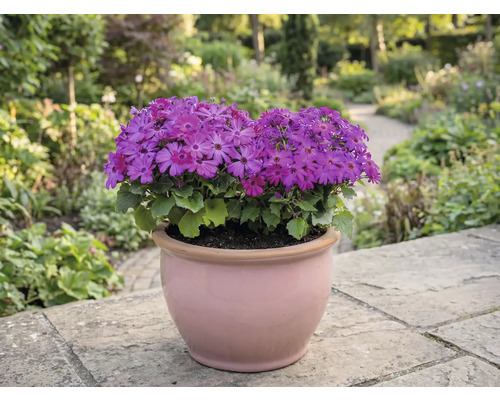 Blumentopf mit lila Blüten auf einer Terrasse