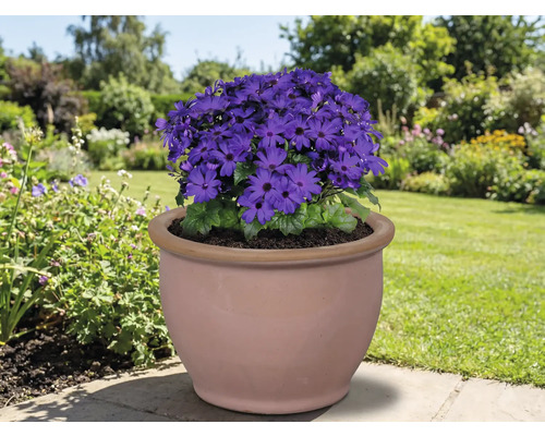 Blauer Blüher in einem Terrakottatopf im Garten.