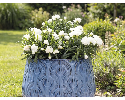 Blumentopf mit weißen Nelken im Garten