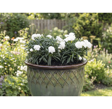 Weiße Nelken in einem Pflanzgefäß im Garten
