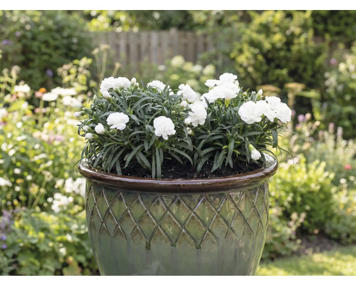Weiße Nelken in einem Pflanzgefäß im Garten