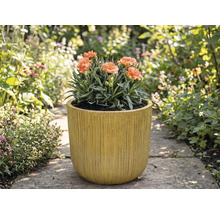 Nelken in gerilltem Pflanzgefäß im Garten