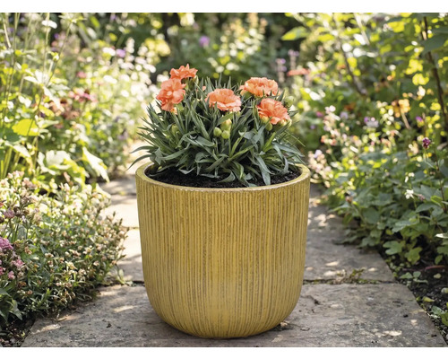 Nelken in gerilltem Pflanzgefäß im Garten