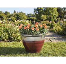 Blumentopf mit Nelken auf einer Rasenfläche in einem Garten.