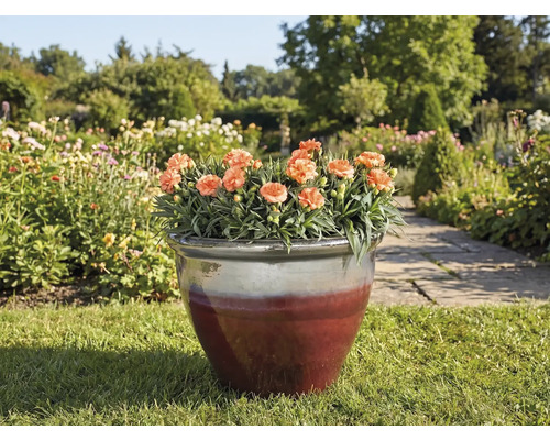 Blumentopf mit Nelken auf einer Rasenfläche in einem Garten.