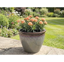 Nelken im Topf auf Gartenfliesen