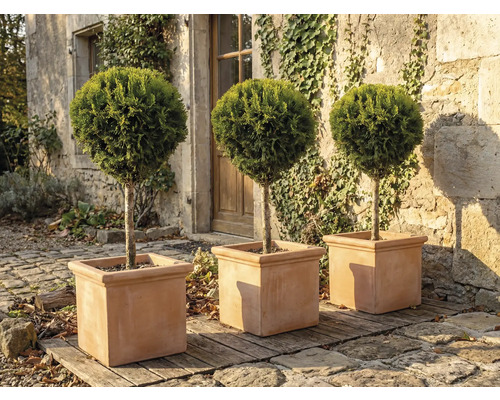 Drei runde Zypressen in quadratischen Pflanzgefäßen im Garten.